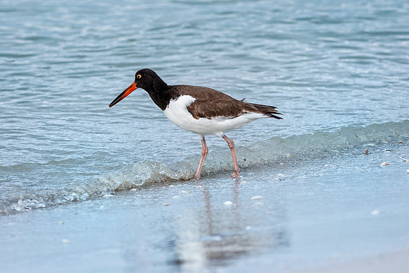Oystercatcher