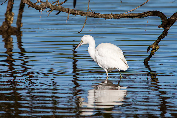 Little Blue Heron - IMM