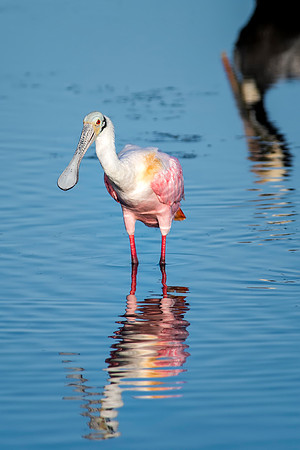 Roseate Spoonbill