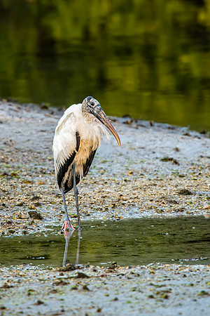 Wood Stork