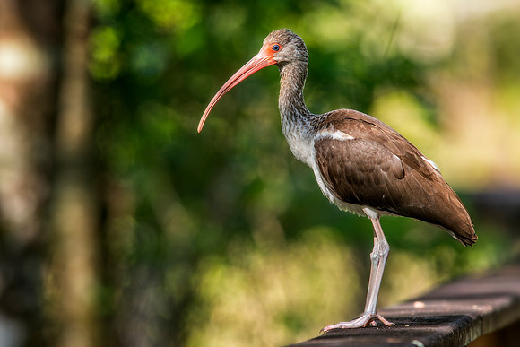 White Ibis - IMM