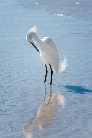Snowy Egret-3
