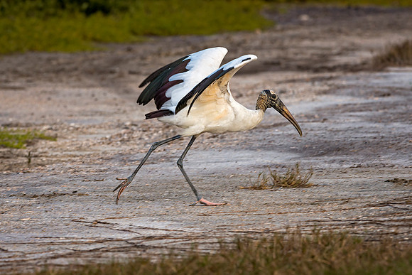On the Run