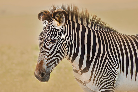 Zebra Art