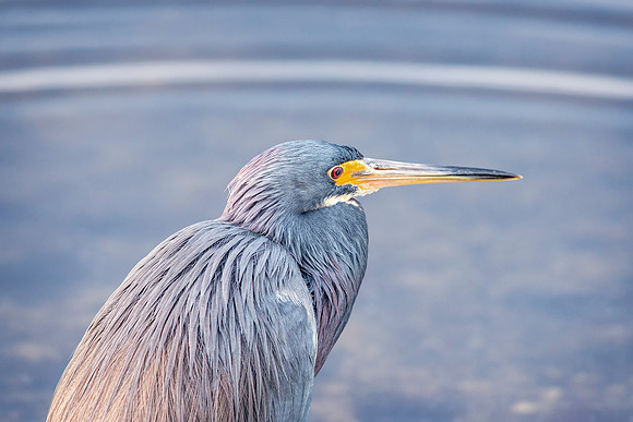 Little Blue Heron-3