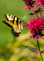 Swallowtail