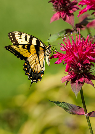 Swallowtail