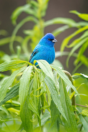 Indigo Bunting