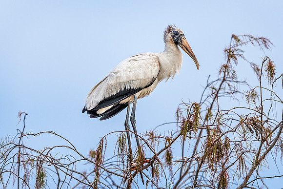 Wood Stork-2
