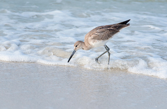 Willet