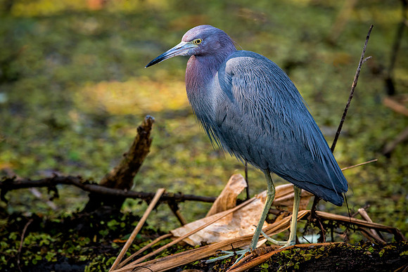 Little Blue Heron-2