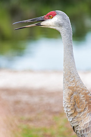 Sandhill Crane