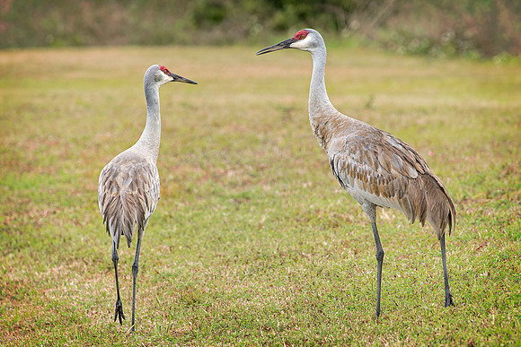 Sandhill Cranes-2