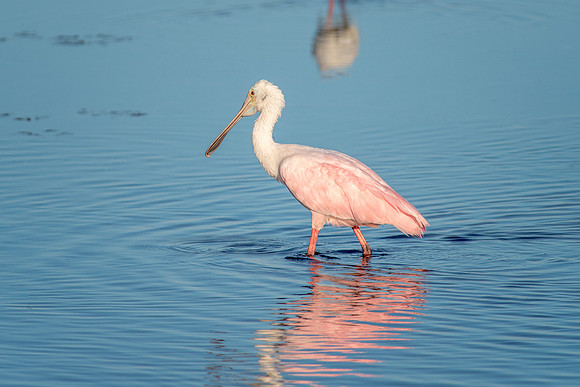 Roseate Spoonbill-2