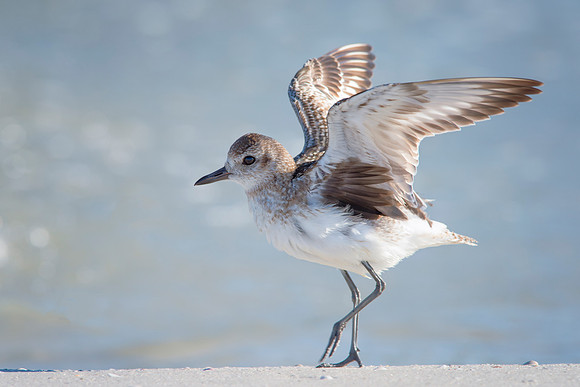 Sanderling-2
