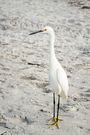 Snowy Egret