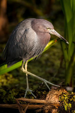 Little Blue Heron