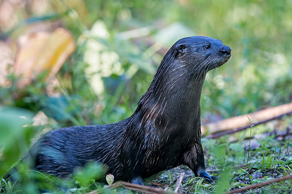 River Otter