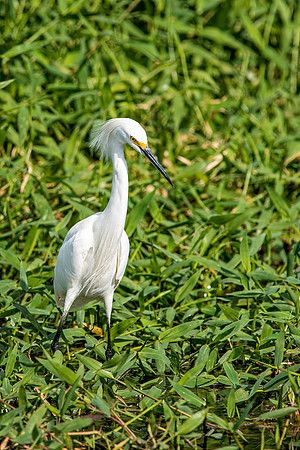 Snowy Egret-4