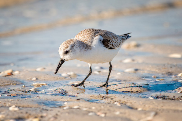Snowy Plover