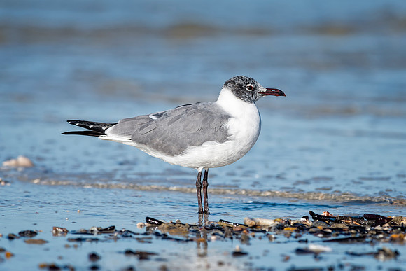 Laughing Gull