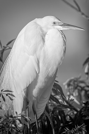 Majestic