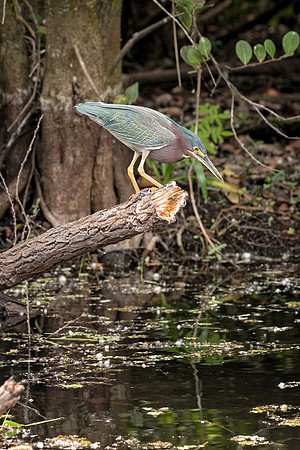 Green Heron