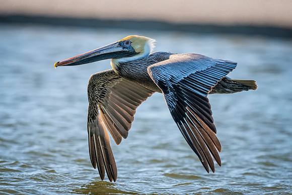 The Glide