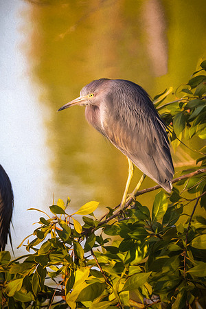 Little_Blue-Heron-167