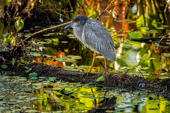 Yellow-CrownNight Heron-061