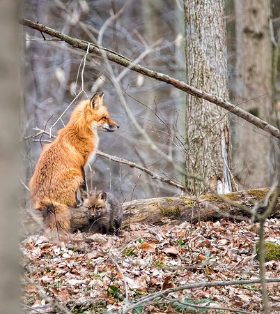 RedFox and Kit