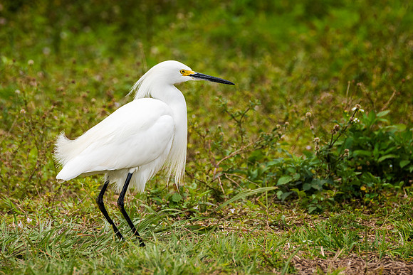 Snowy_Egret-151
