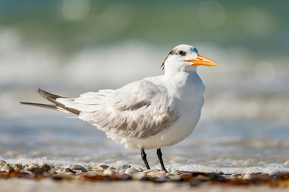 Royal-Tern-142