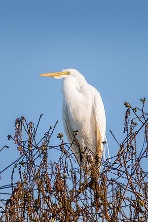 Great_Egret_055