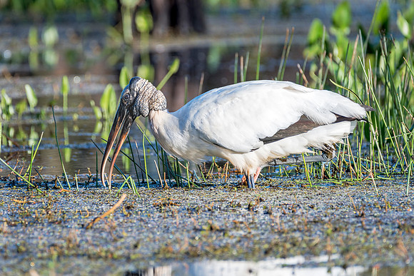 Woodstork-412