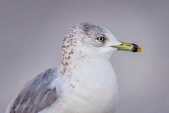 Ring-billed-011