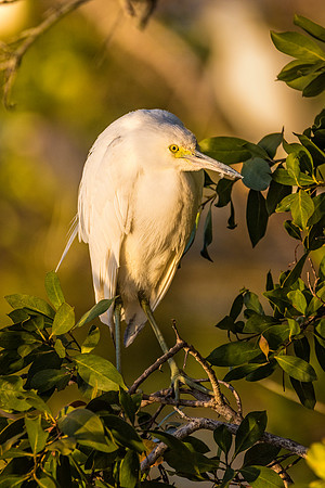 Lil-Blue-Heron_166