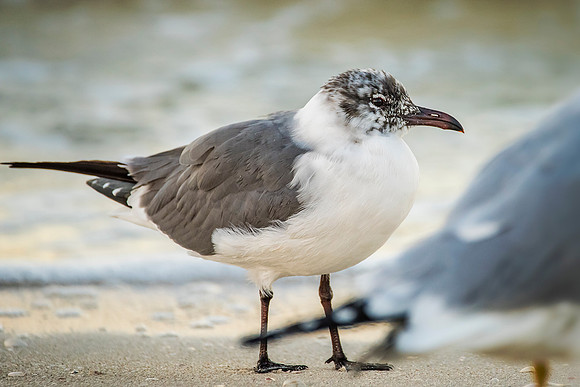Laughing_Gull-029