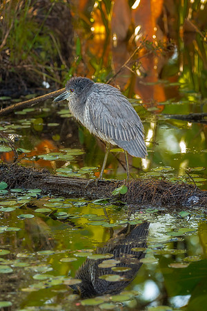 Yellow-Crowned Night heron-062