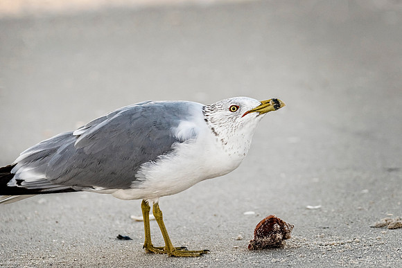 Ring-Billed_025