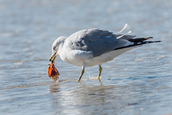 Ring_Billed Gull-124