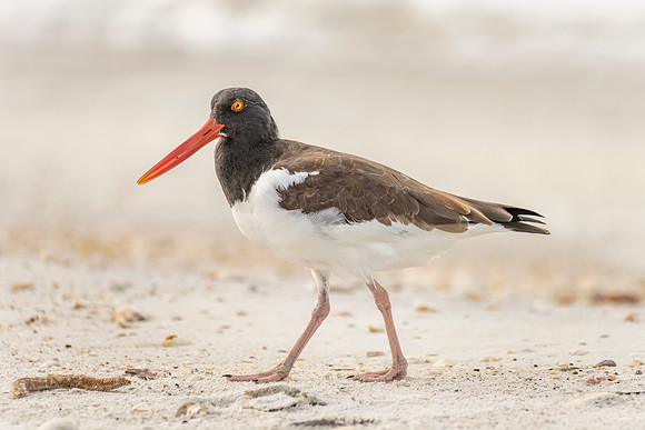 Oystercatcher-074