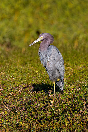 Little_Blue Heron-091