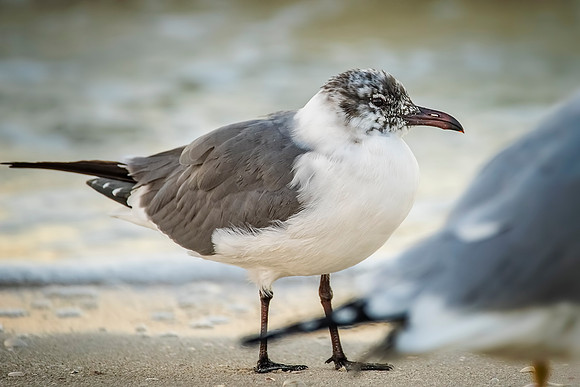 Laughing Gull-029