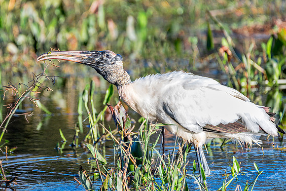 Woodstork-434