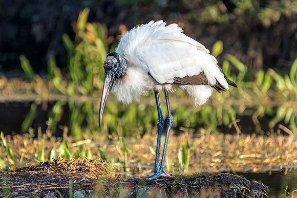 WoodStork-386