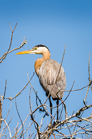 GreatBlue_Heron-139