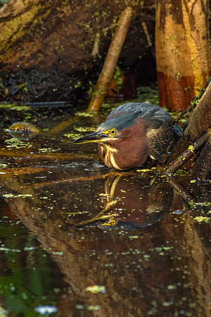 Green Heron