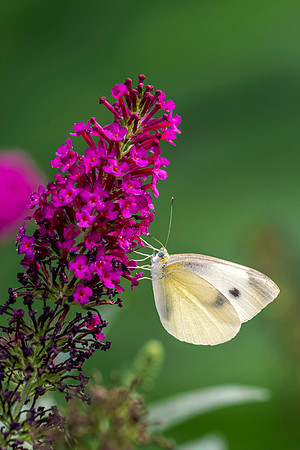 White-Butterfly