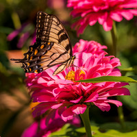 Yellow Swallowtail